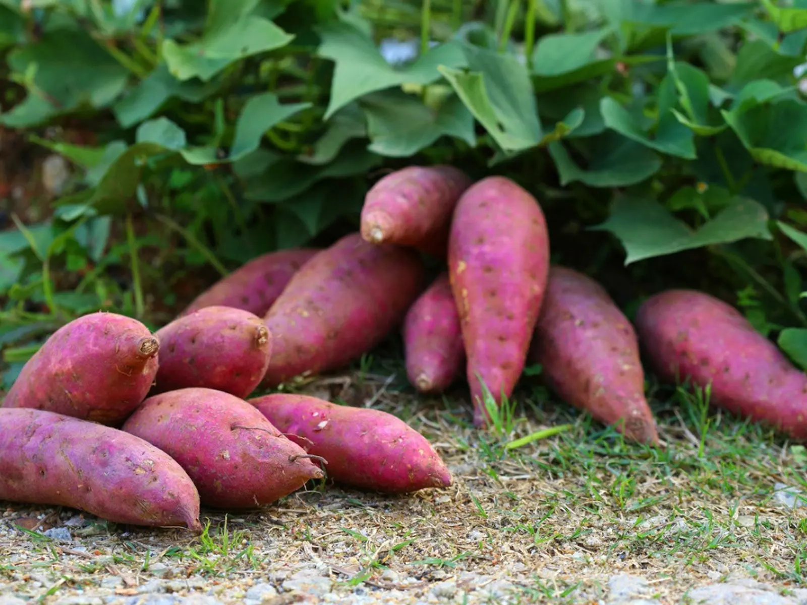 Murasaki Sweet Potato Secrets For Effective Fat Loss